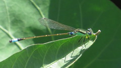 Ischnura senegalensis