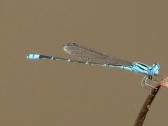 Pseudagrion microcephalum