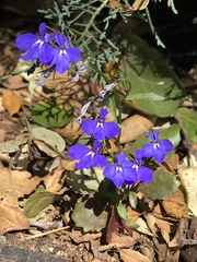 Lobelia erinus