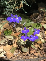 Lobelia erinus