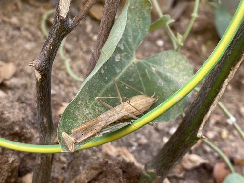 Egyptian Praying Mantis