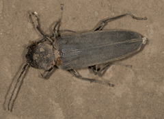 Arhopalus asperatus