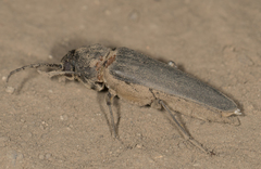Arhopalus asperatus