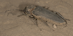 Arhopalus asperatus