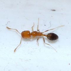 Trichomyrmex destructor