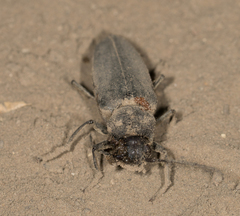 Arhopalus asperatus