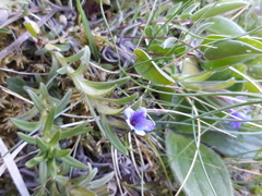 Glandora diffusa