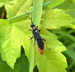 Amblyjoppa fuscipennis