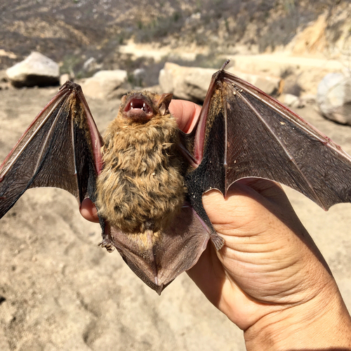 Western Yellow Bat