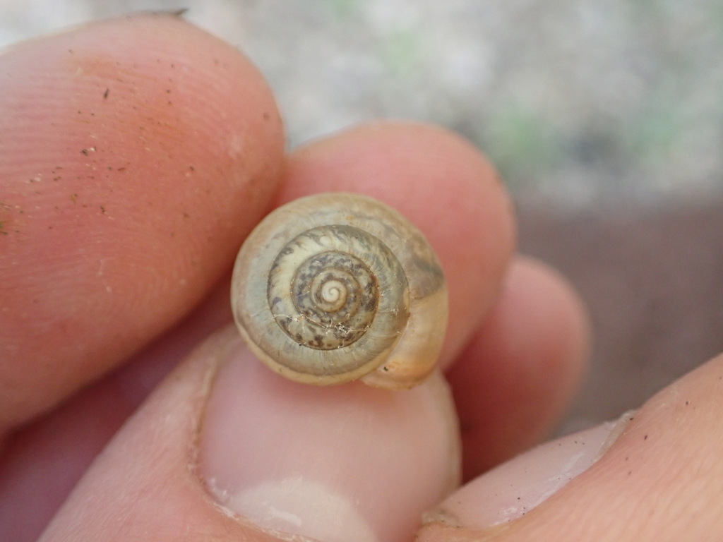 Monacha cemenelea