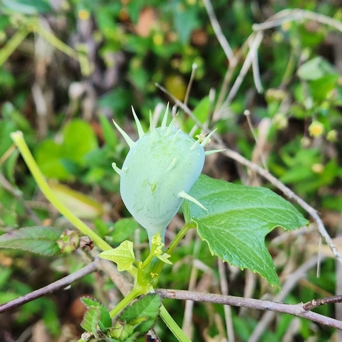 Image of Cyclanthera brachystachya by (c) Octavianti Shanna, some rights reserved (CC BY)