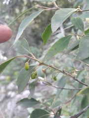 Maytenus acuminata acuminata