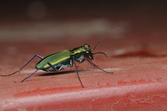 Cicindela whithillii