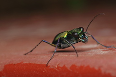 Cicindela whithillii