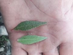 Maytenus acuminata acuminata