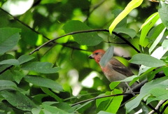 Carpodacus erythrinus