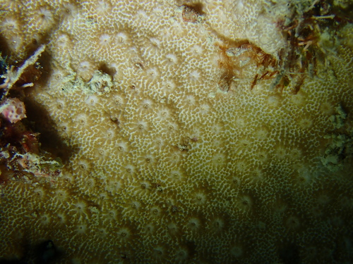 Astreopora randalli observed 2024-08-01