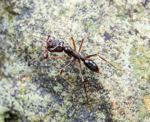 光亮大齿猛蚁Odontomachus fulgidus
