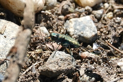 Cicindela oregona oregona