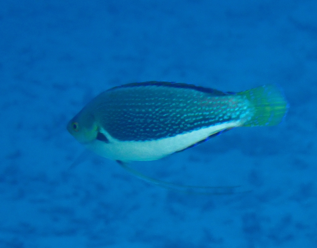 Black-finned Wrasse