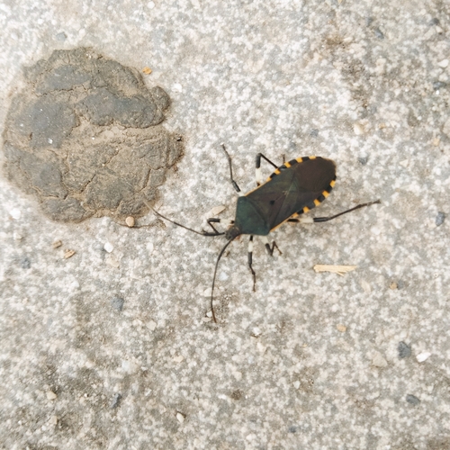Plinachtus bicoloripes
