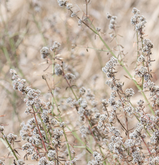 Galium angustifolium