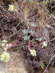 Dudleya farinosa