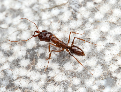 西藏大齿猛蚁Odontomachus xizangensis