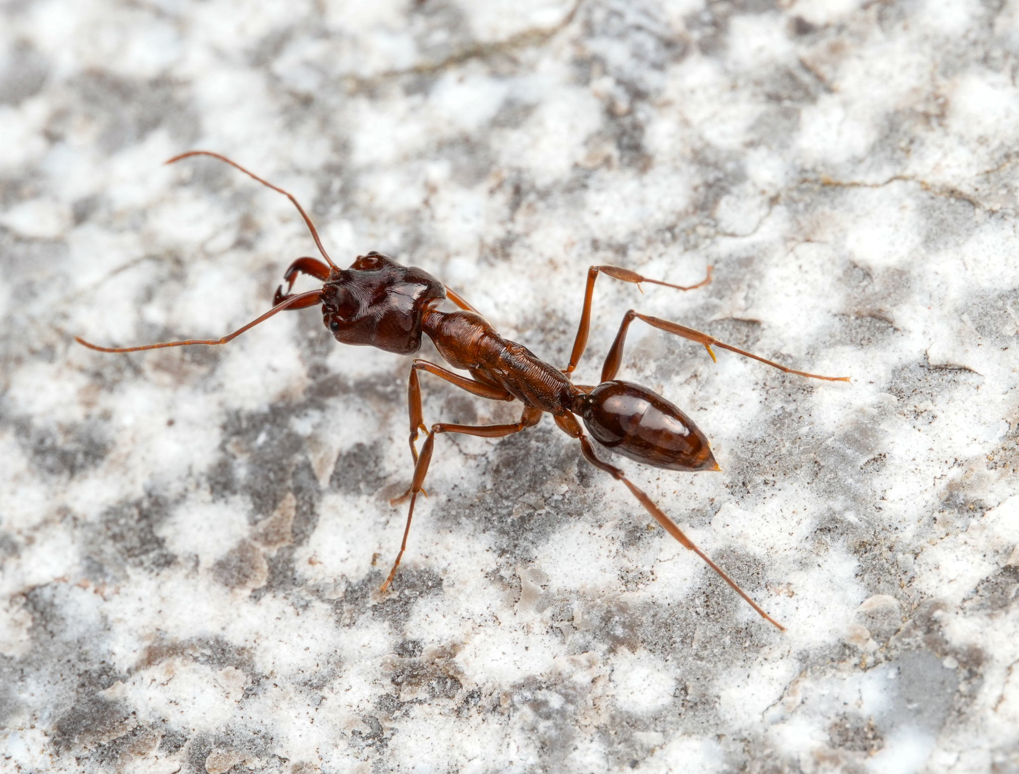 Odontomachus xizangensis