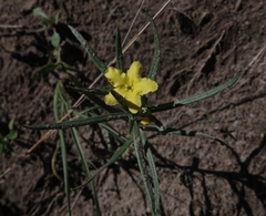 Lithospermum incisum