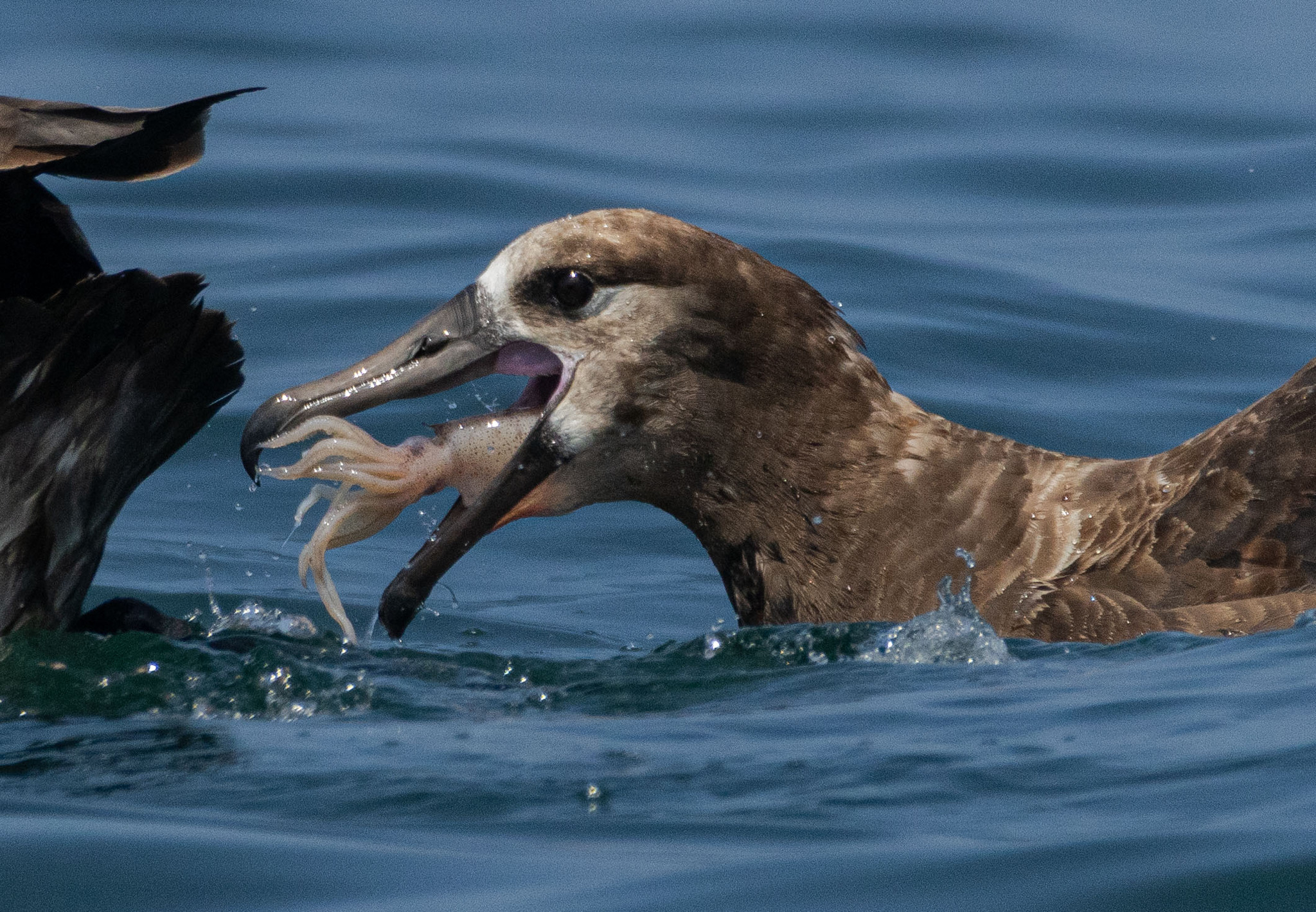 Black-footed Albatross (Phoebastria nigripes)