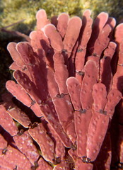 Amphiroa