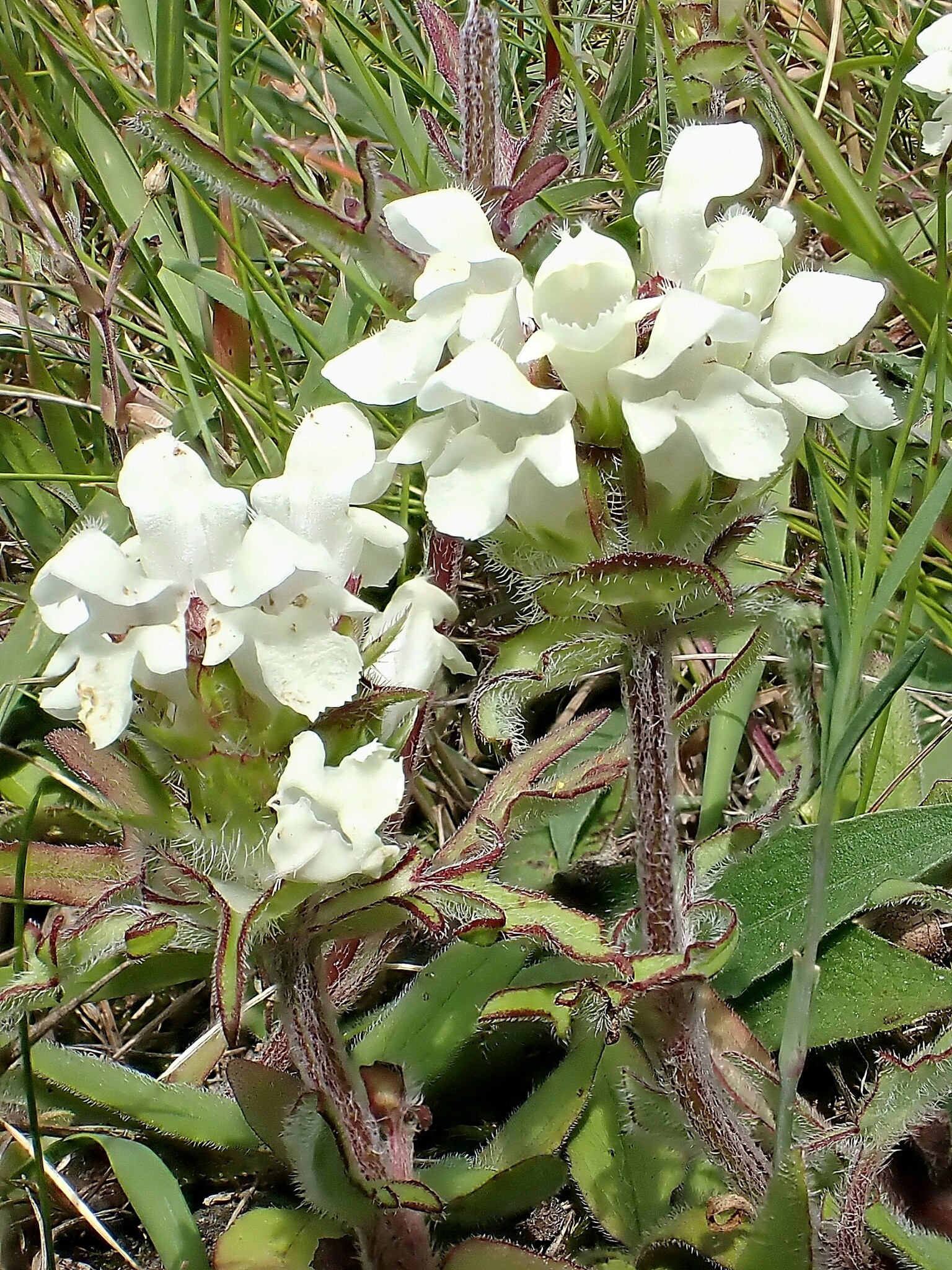 Prunella laciniata