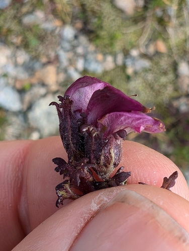 Image of Pedicularis kerneri by no rights reserved