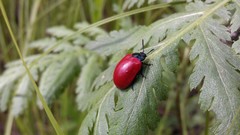 Chrysomela populi
