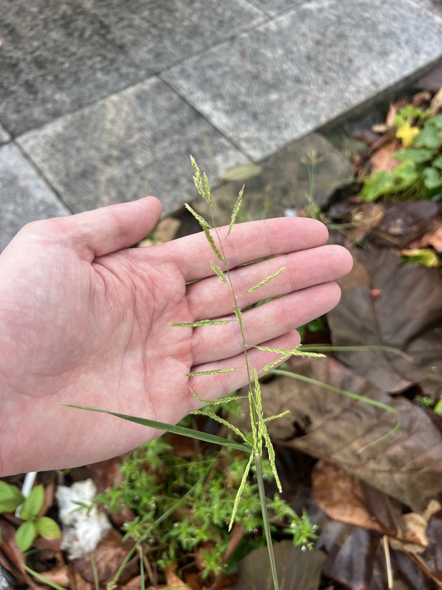 Eriochloa procera (Eriochloa procera)