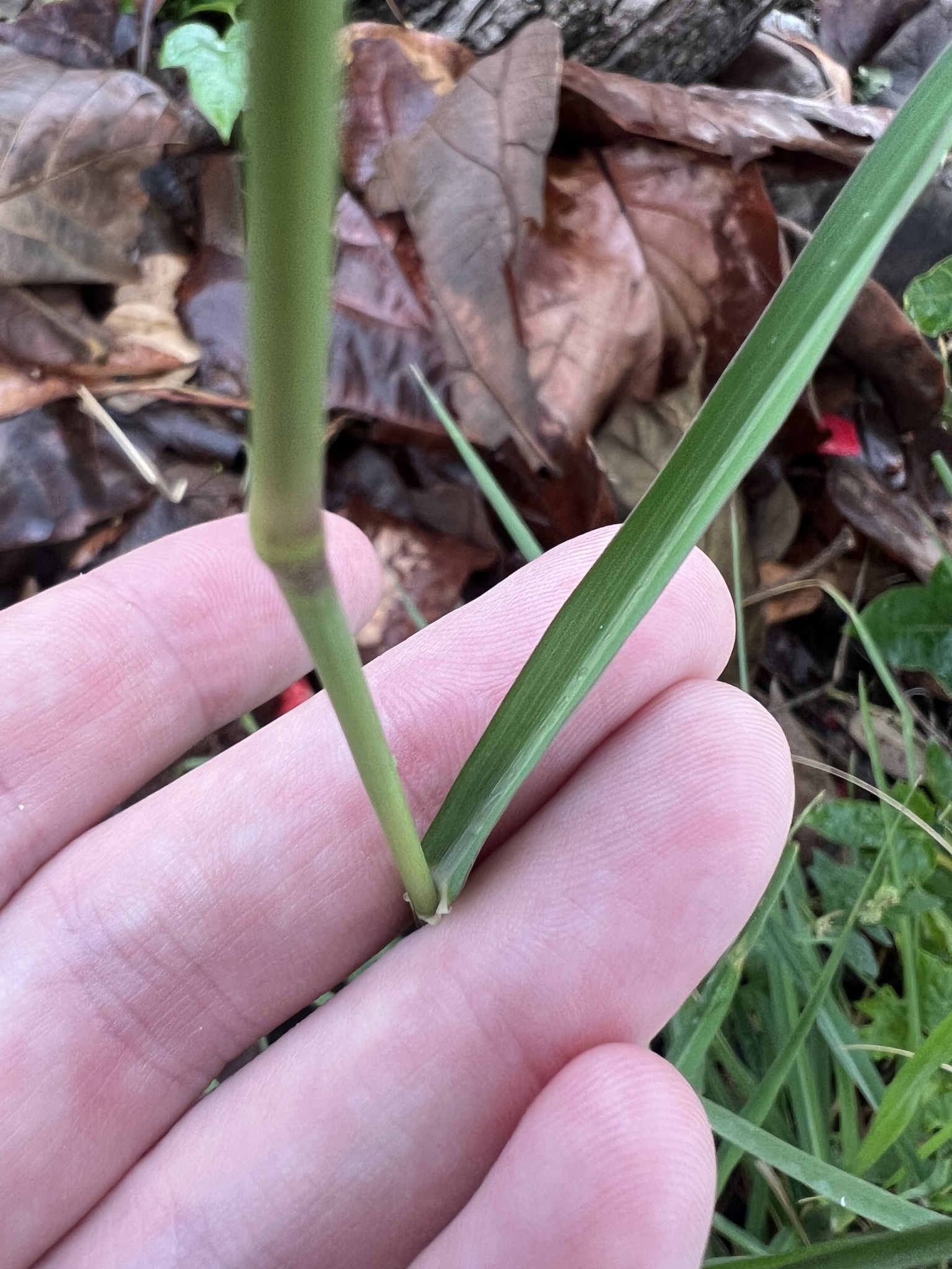Eriochloa procera — ảnh 3