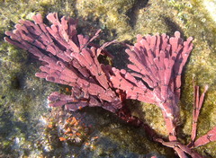 Amphiroa