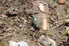 Cicindela oregona oregona