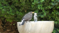 Turdus merula