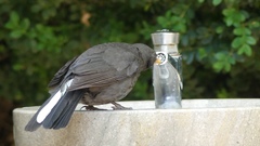 Turdus merula