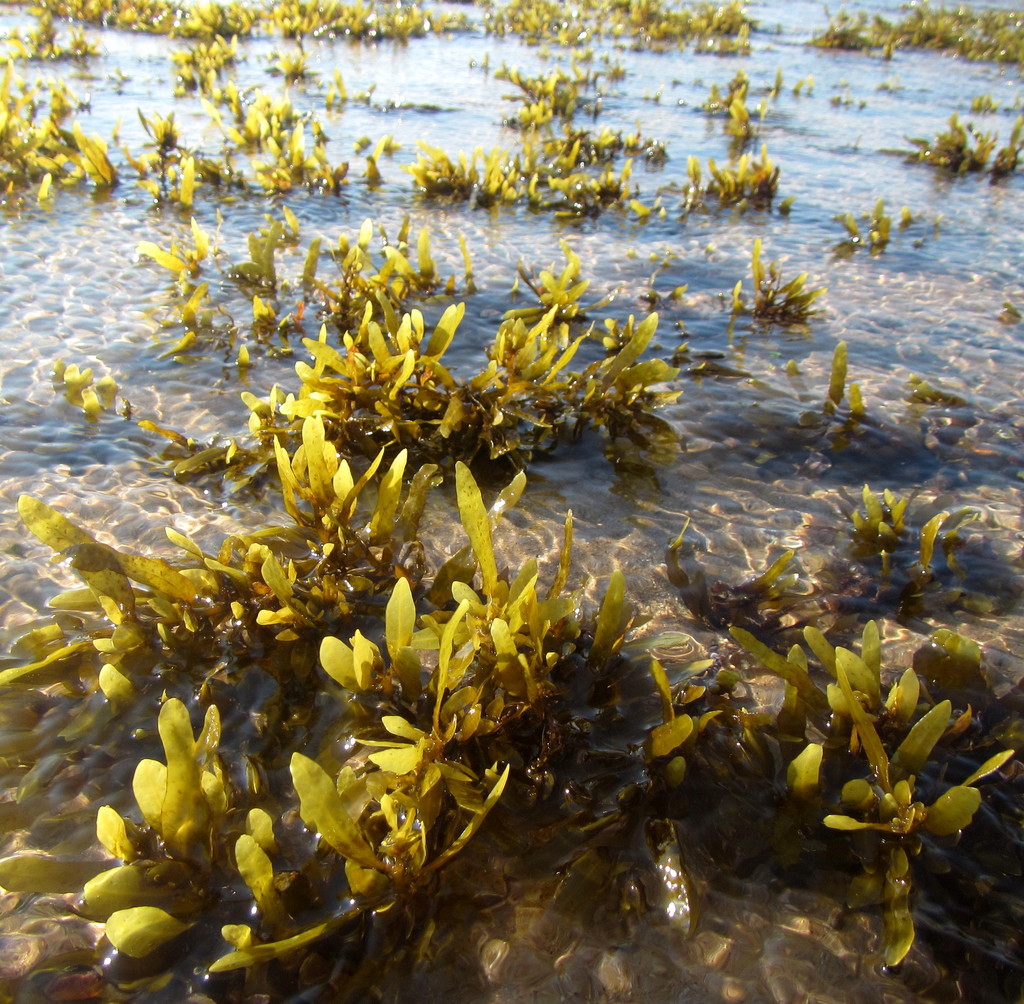 Anthophycus