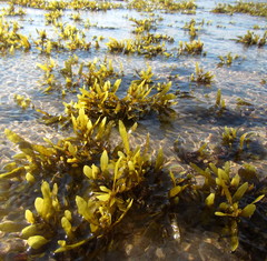 Anthophycus