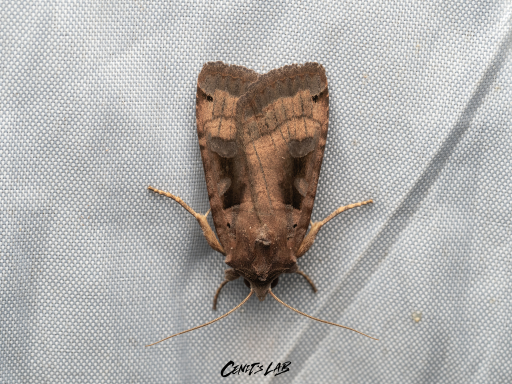 Xestia fuscostigma