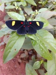 Melanis aegates limbata