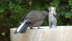 Turdus merula