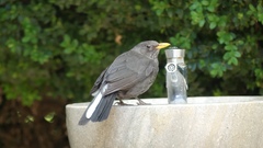 Turdus merula
