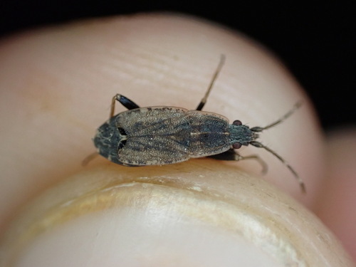 Ischnopeza hirticornis