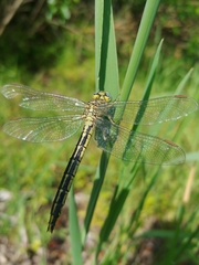 Gomphus pulchellus