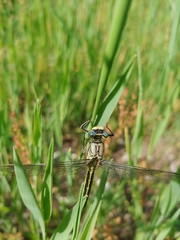Gomphus pulchellus